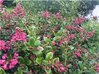 be7c6476-20160520 escallonia.jpg